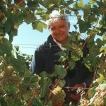 Mr C in the vineyards, Casa Larga Vineyards