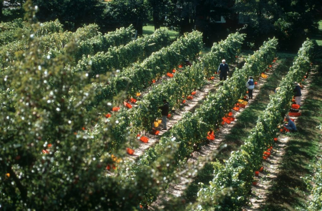 Hand-picking in the vineyards, Casa Larga Vineyards