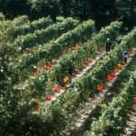 Hand-picking in the vineyards, Casa Larga Vineyards