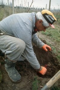 Mr. C working in the vineyard