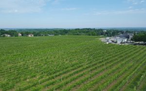 20150618_095429 Bird's eye view of vineyard, Casa Larga Vineyards
