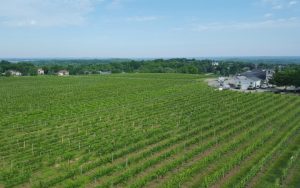 Bird's eye view of vineyard, Casa Larga Vineyards