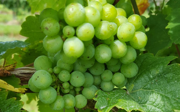 Plump green grapes, Casa Larga Vineyards