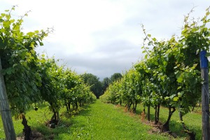 Views of the vineyard, Casa Larga Vineyards