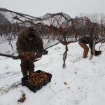 Casa Larga Vineyards ice wine harvest