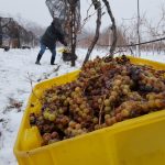 Casa Larga Vineyards ice wine harvest