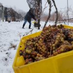 Ice wine harvesting, Casa Larga Vineyards