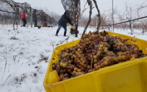 Ice wine harvesting, Casa Larga Vineyards