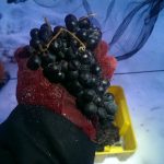 Casa Larga Vineyards ice wine harvest