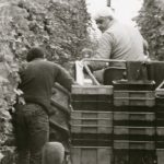 Mr. C harvesting grapes, Casa Larga Vineyards