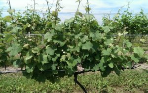 Vineyard, Casa Larga Vineyards