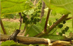 Vineyard grapes, Casa Larga Vineyards