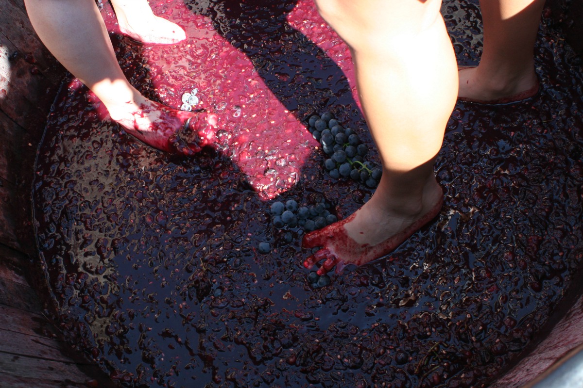 Stomping grapes, Purple Foot Festival, Casa Larga Vineyards