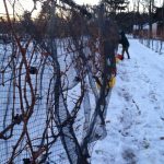 Casa Larga Vineyards ice wine harvest