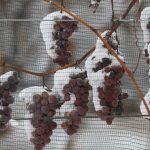 Ice wine harvest, Casa Larga Vineyards