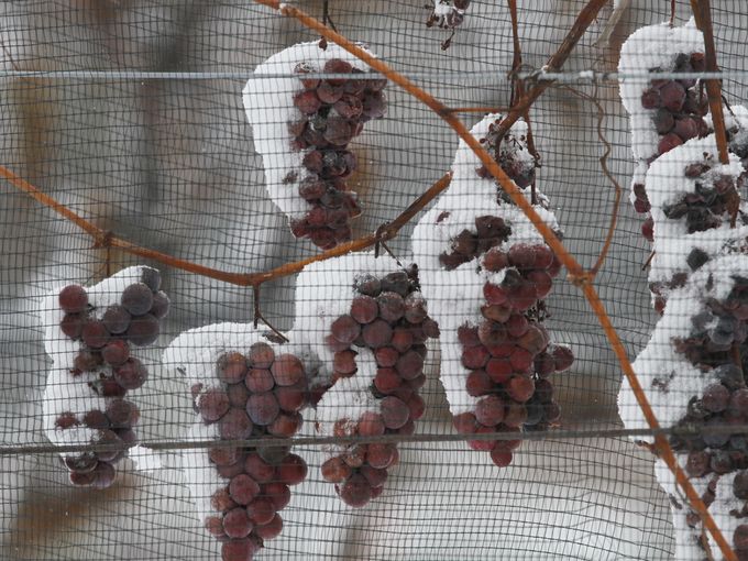 Ice wine harvest, Casa Larga Vineyards