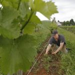 Matt Cassavaugh, Head Winemaker in the Vineyard