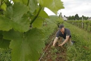 Matt Cassavaugh in the vineyards, Casa Larga Vineyards