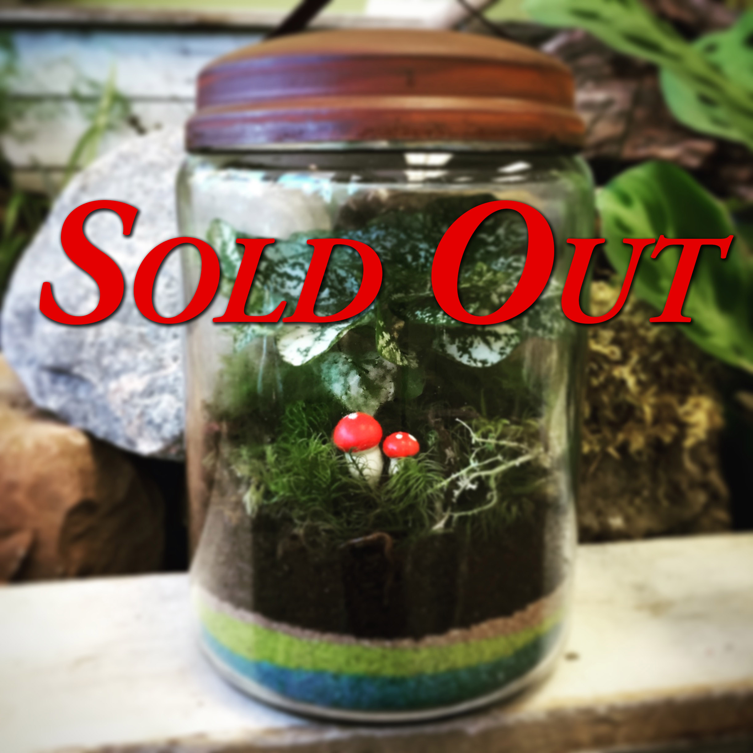 Sold Out Terrarium Workshop for Sip and Plant Series at Casa Larga Vineyards