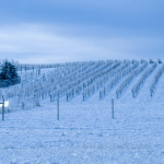 Winter Vineyard at Casa Larga Vineyards