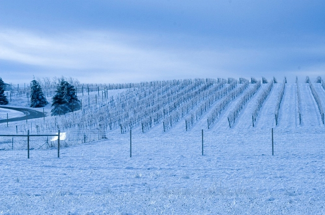 Winter Vineyard at Casa Larga Vineyards