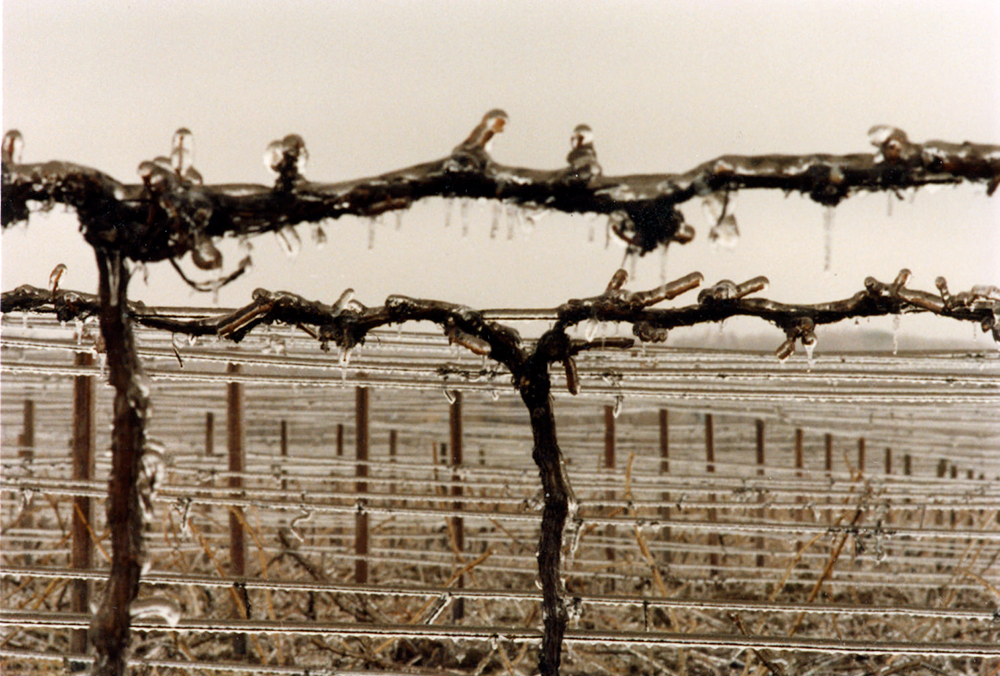 Frozen vines after ice wine harvest, Photo Archive, Casa Larga Vineyards