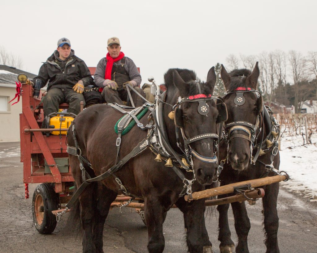 Horse and Carriage at NY Ice Wine & Culinary Festival at Casa Larga Vineyards