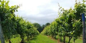 Views of the vineyard, Casa Larga Vineyards