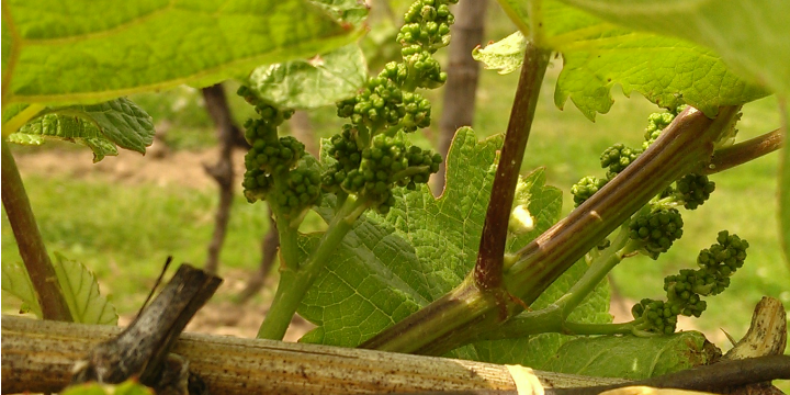 Vineyard grapes, Casa Larga Vineyards