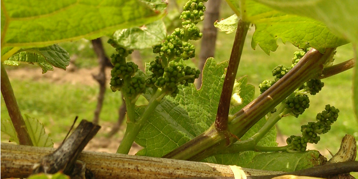 IMAG2084 Vineyard grapes, Casa Larga Vineyards