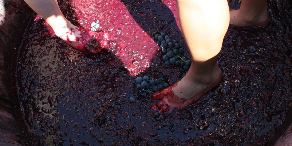 Stomping grapes, Purple Foot Festival, Casa Larga Vineyards