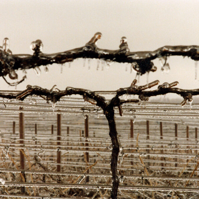 Frozen vines after ice wine harvest, Photo Archive, Casa Larga Vineyards